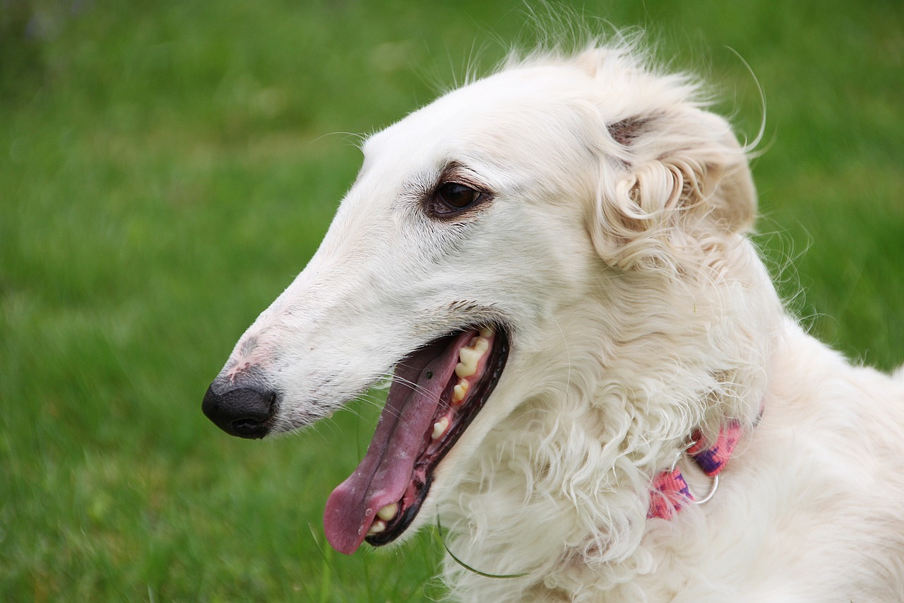보르조이(Borzoi)