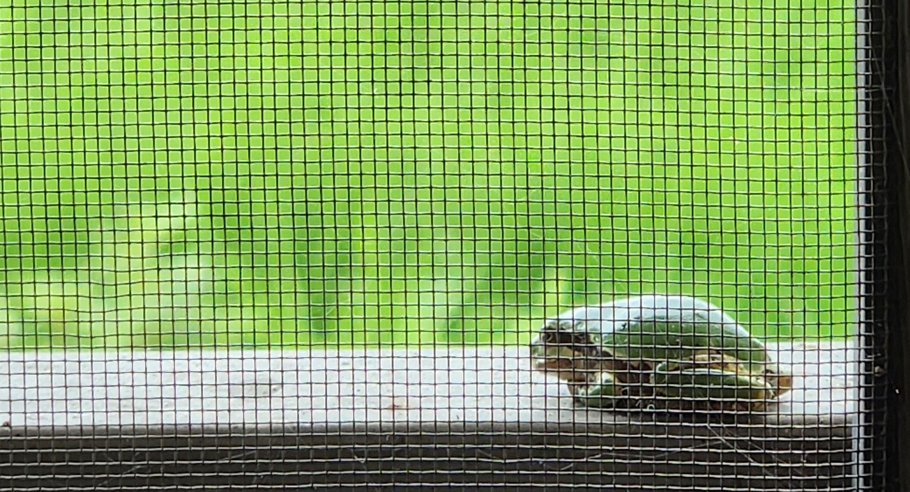 개구리의 모습을 담은 이미지