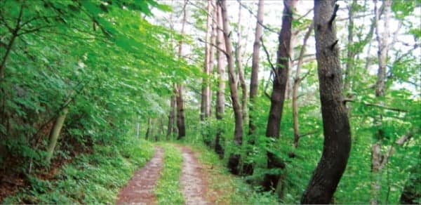 자연 치유와 인공조명 차단: 자연광과 생체리듬 회복 전략