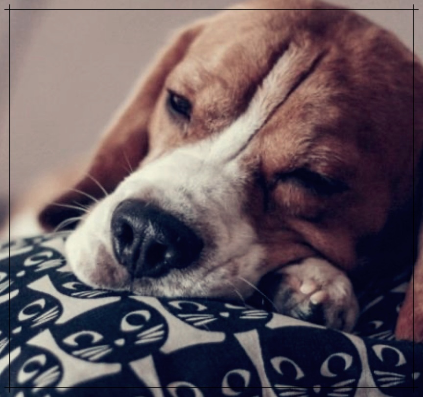 에디슨 병이란? 상세 설명