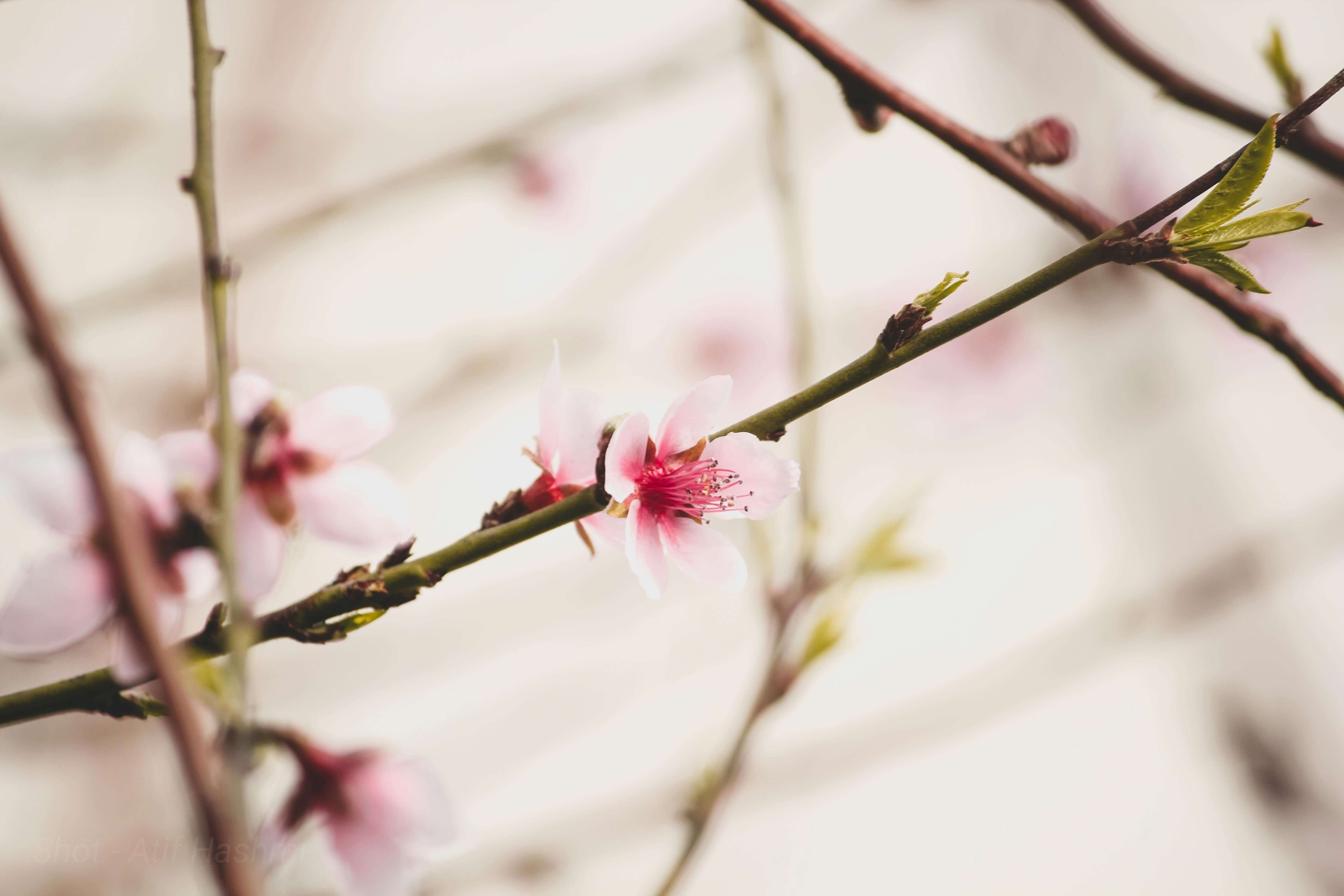 2025년 여의도 봄꽃 축제 일정 볼거리 가는 방법 주차장 완벽 정리