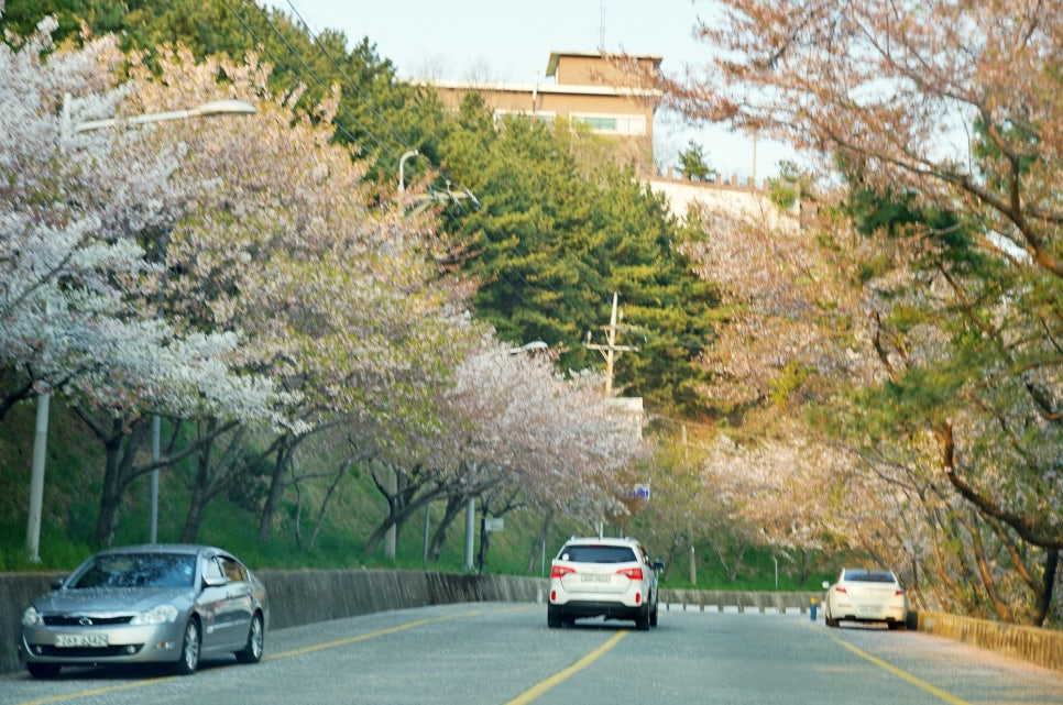 벚꽃명소