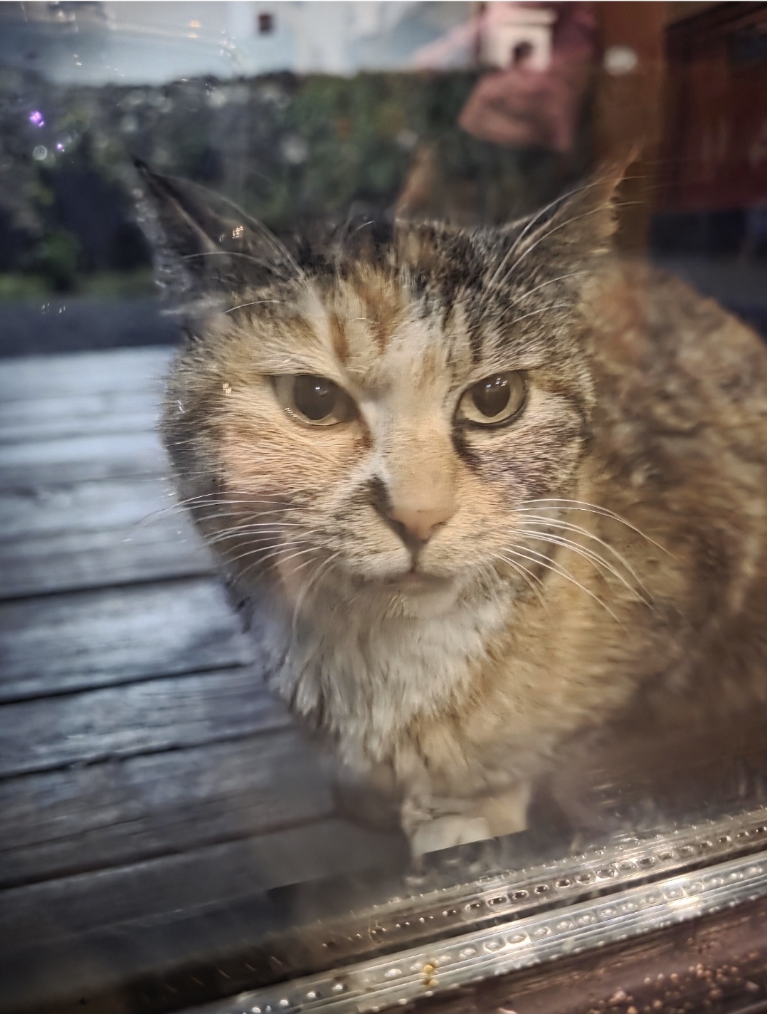 저녁시간에 나타난 길냥이