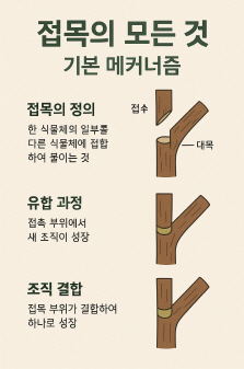 접목의 정의, 유합 과정, 조직 결합 단계를 설명한 한국어 기반의 식물 생장 도식 이미지