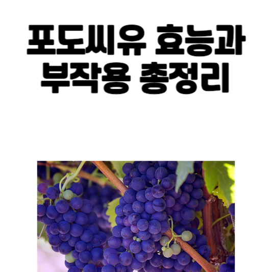 포도씨유 효능과 부작용