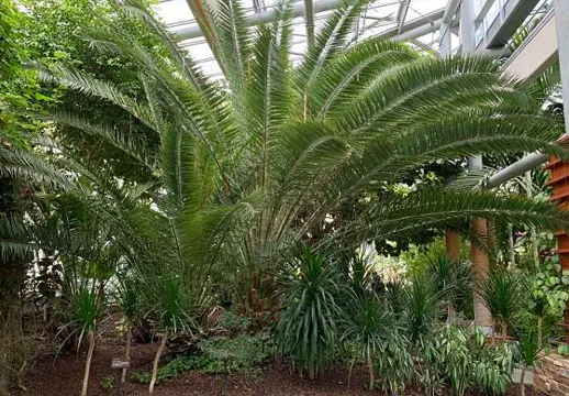 유기농산업복합서비스지원단지 열대식물원