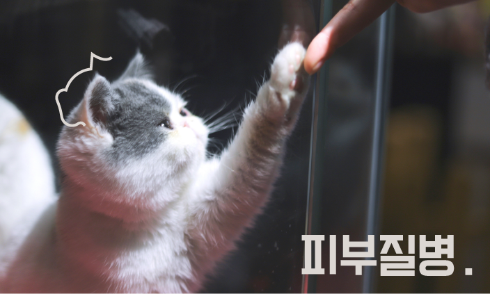 고양이-질병-감염