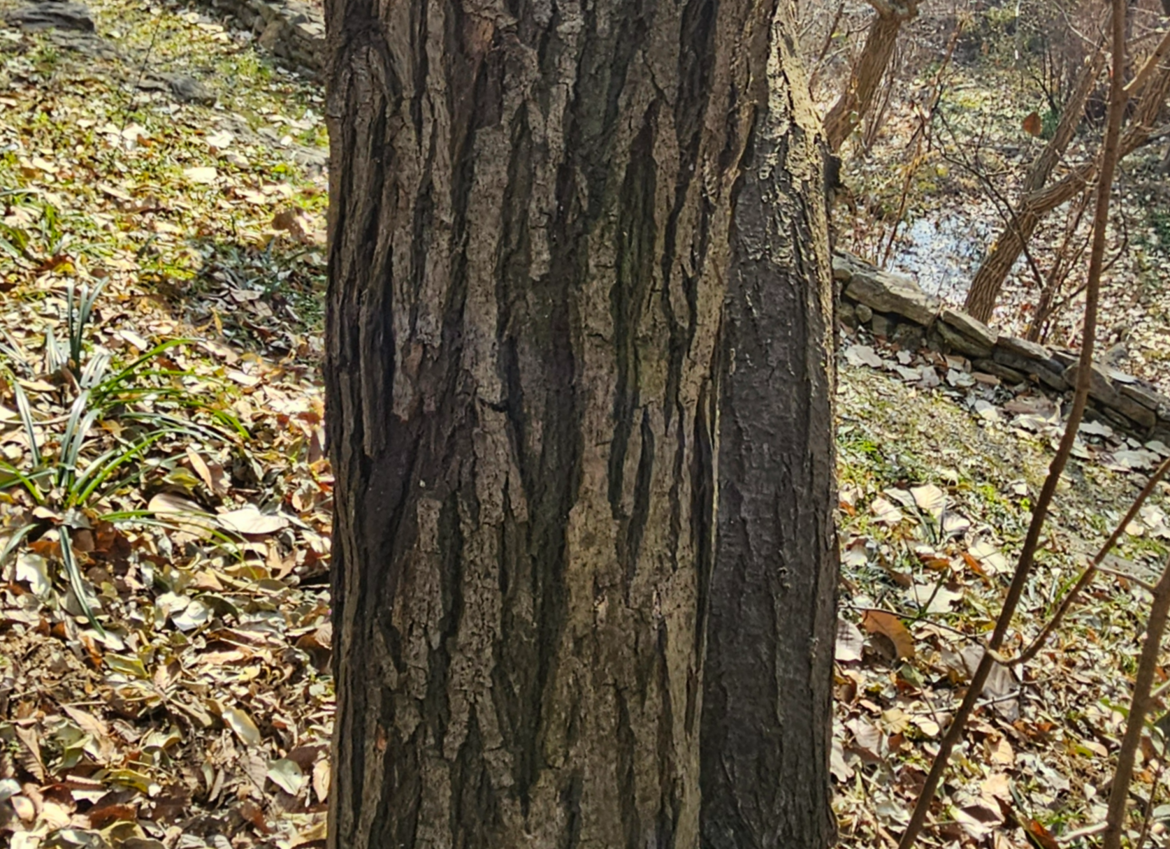 보리수나무 수피