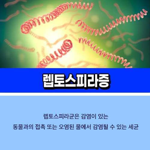 렙토스피라증
