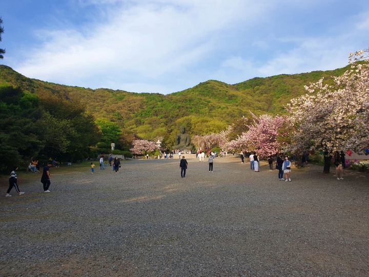 각원사 벚꽃구경