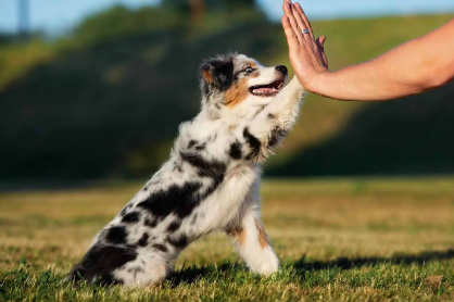 손벽치는 강아지