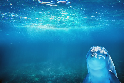 작은 희귀 동물 vs 거대한 희귀 동물, 크기가 주는 생존 전략