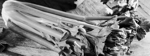 샐러리 (셀러리) 모습