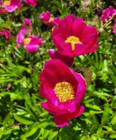 작약 밭의 붉은 작약꽃