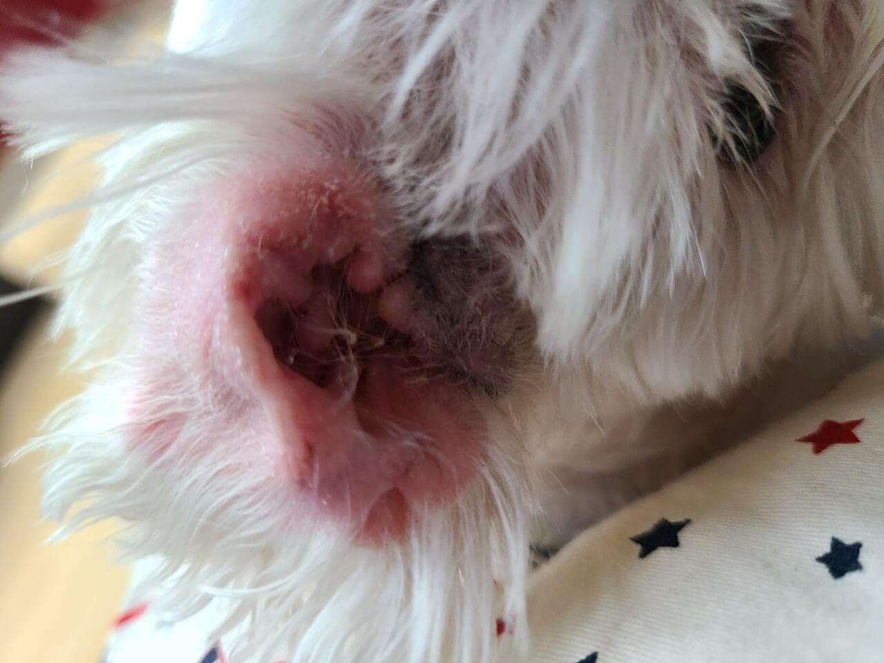 강아지-피부병