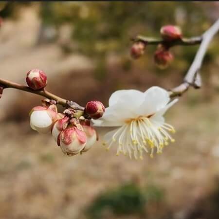 매화꽃-개화시기