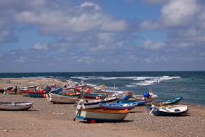 태안 안면도 튤립축제 개화상황