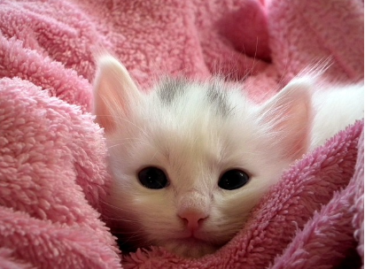 2024 서울 세계 불꽃축제 명당 및 골든티켓 응모하기와 관련하여 축제 당일 준비해야하는 물품인 담요 사진