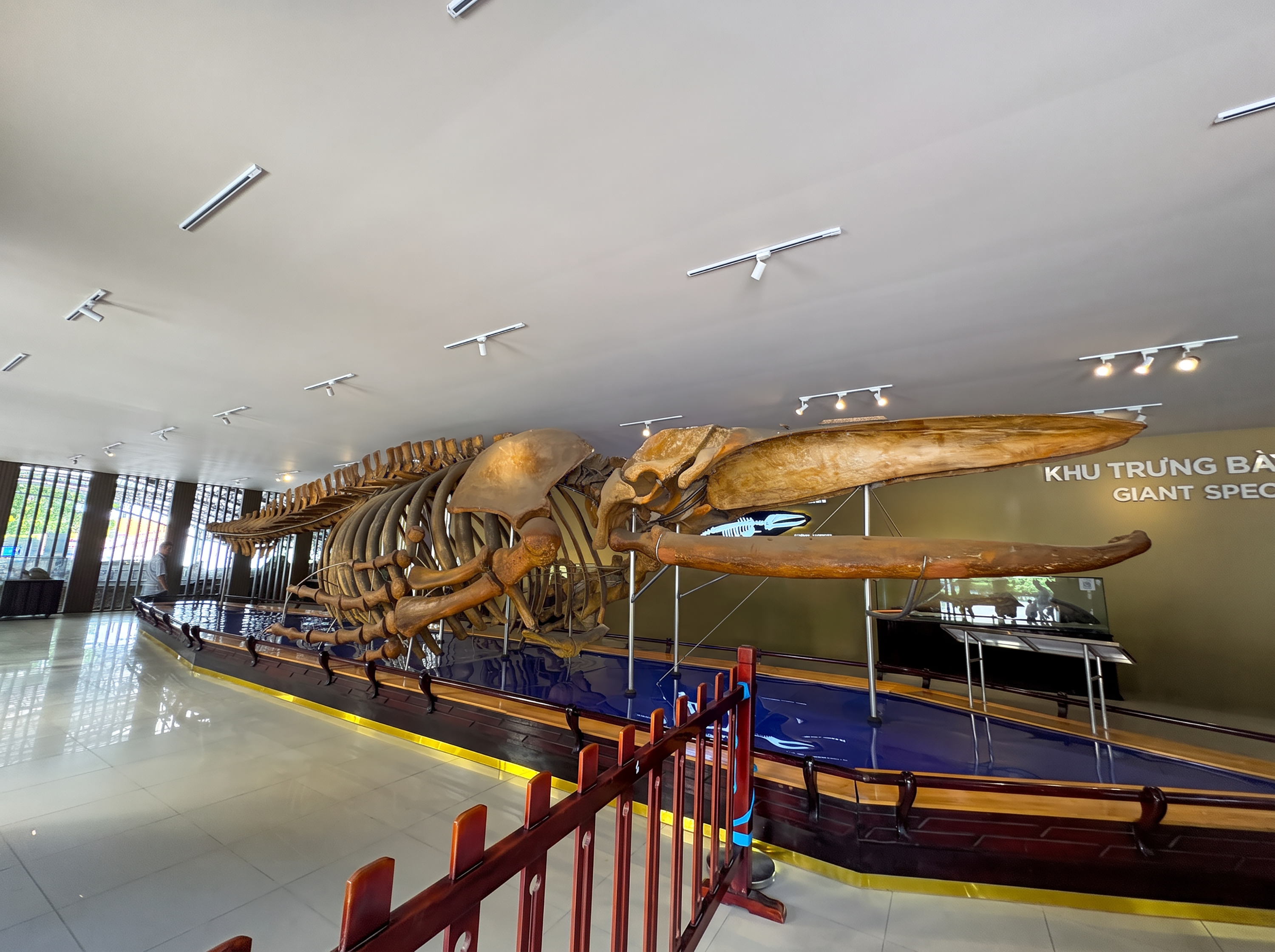 거대 혹등고래(Humpback Whale)의 실제 골격 화석