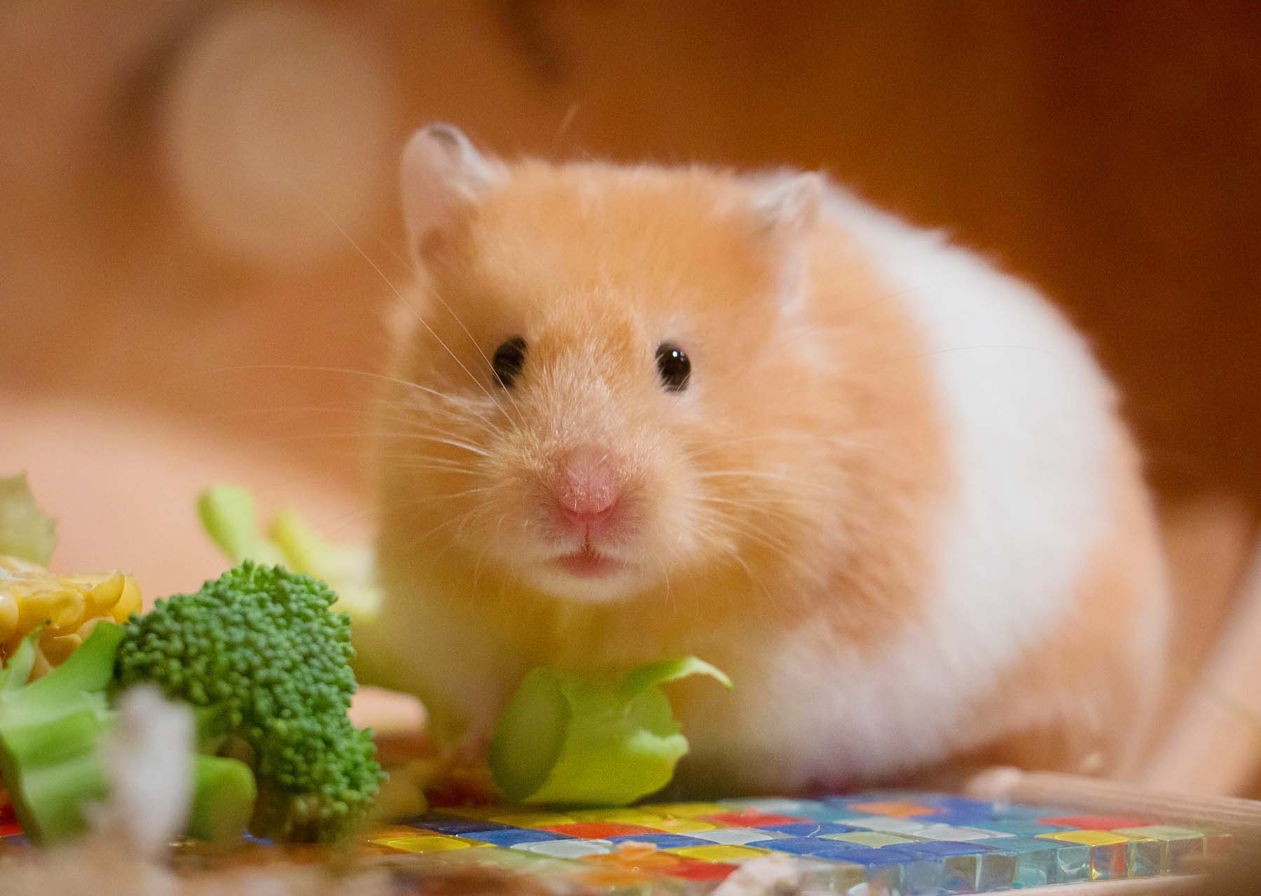 햄스터 관련 사진