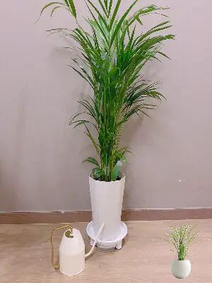 개업화분-아레카야자