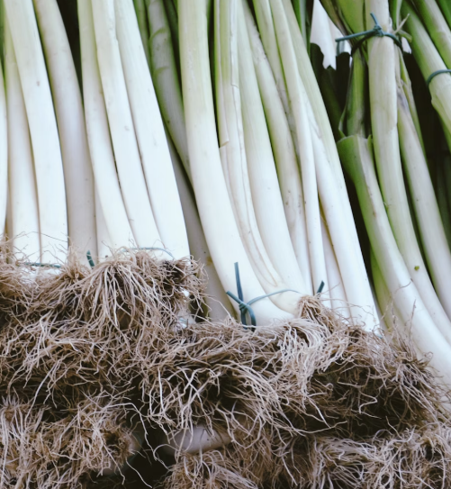 대파 효능과 부작용 고르는법