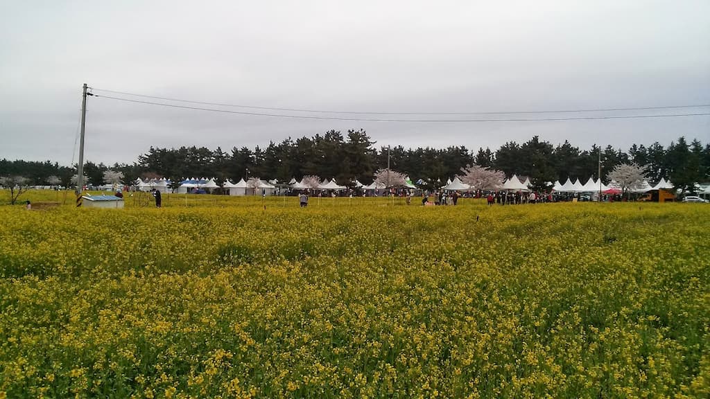 봄철 유채꽃밭 전경, 제주 동부 유채꽃 명소 분위기 설명용 이미지