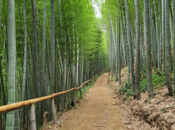 거제 맹종죽테마공원