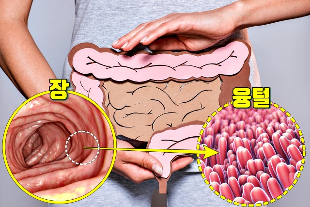 면역력이 떨어졌을때 증상 장건강 새는 장 증후군 면역력 저하 증상, 건강 팁줌 매일꿀정보