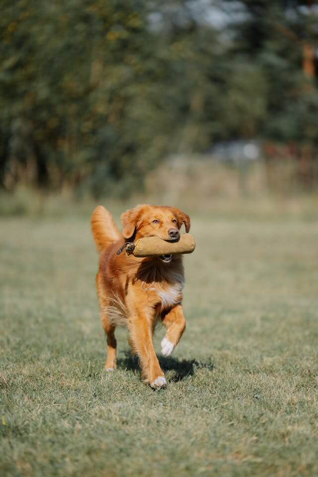 건강한 반려견 사진