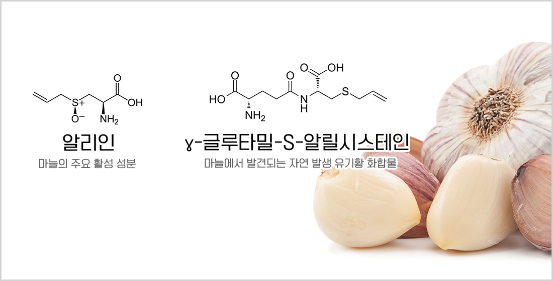 통마늘의 주요성분&#44; 알리인과 글루타민-S-알릴시스테인