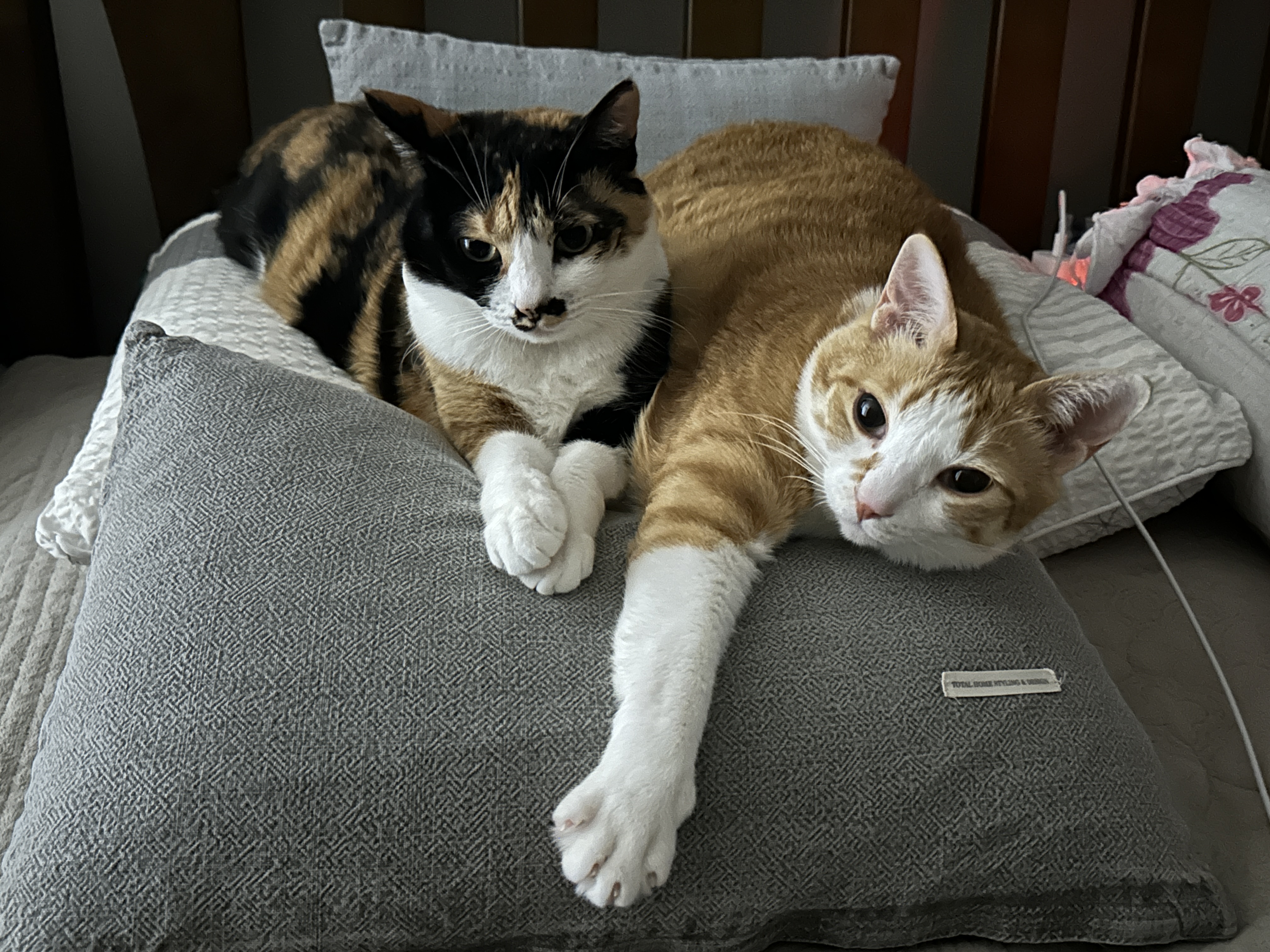 쿠션 하나를 나눠쓰는 다정한 고양이 커플 호야랑 다다 (feat.집사는 잘곳을 잃고 방황을..)