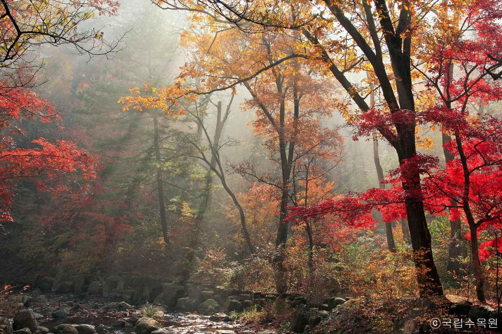 [반려견 동반 여행지, 서울 근교]포천 국립수목원 반려견과의 숲속 산책, 여기가 진짜 힐링이다