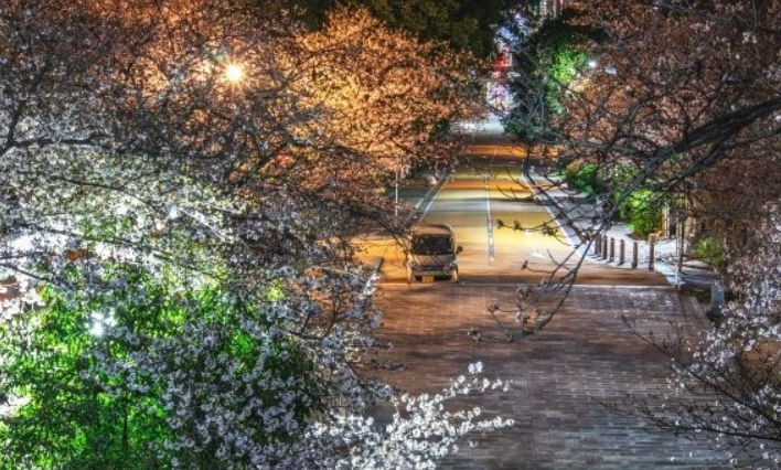 일본 후쿠오카 벚꽃 시기 및 항공권