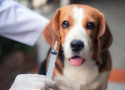 강아지 치료받는 사진/출처:어도비스톡