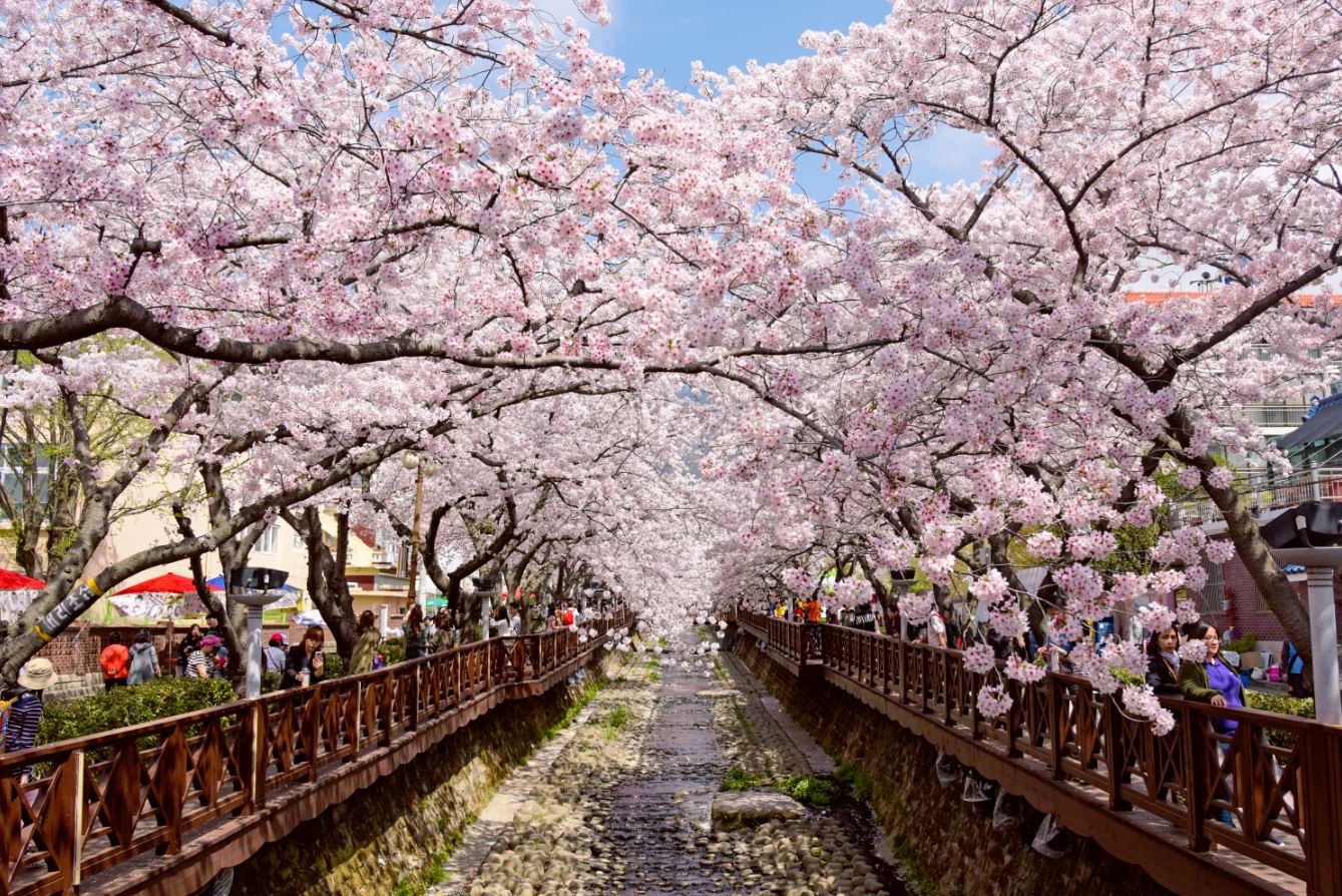 경기도 벚꽃 명소 추천
