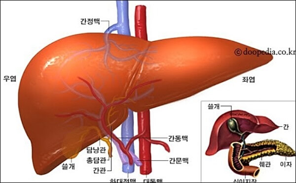 간염 종류 6