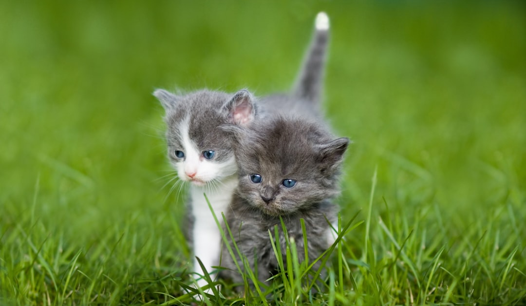 Kittens