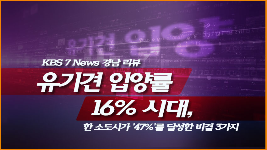 유기견 입양률 16% 시대, 한 소도시가 '47%'를 달성한 비결 3가지