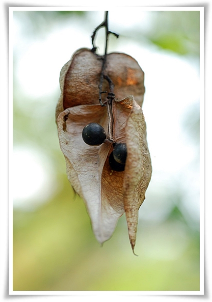 화초 "모감주나무" 황금빛 비를 내리는 신비로운, 꽃보다 열매가 예쁜 나무!