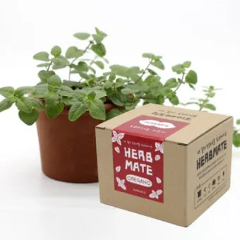 오레가노 재배 삽목 번식 통풍 관리 잎 수확_10