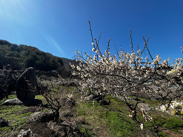 24년 광양 매화 축제 일정 요금 주차