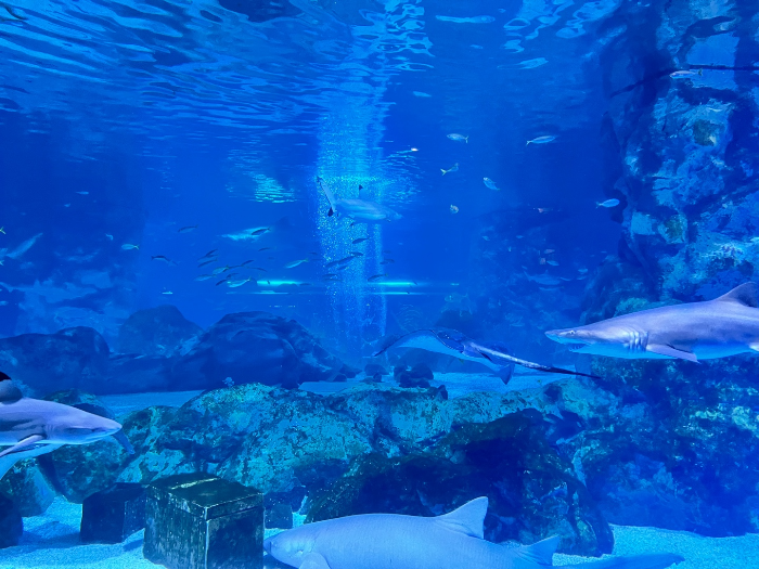 유사 동물의숲 어항