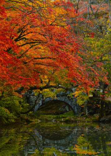 낙엽이 가득한 백양사 다리