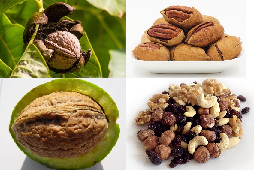 호두의 놀라운 효능