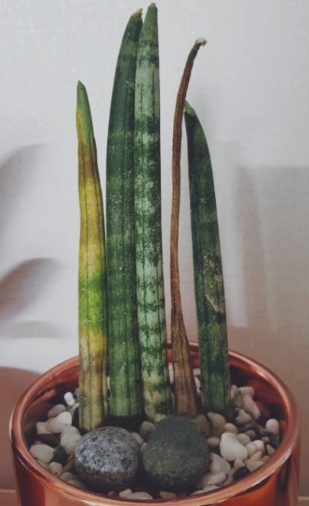 식물 잎이 쭈글쭈글해질 때 진짜 원인