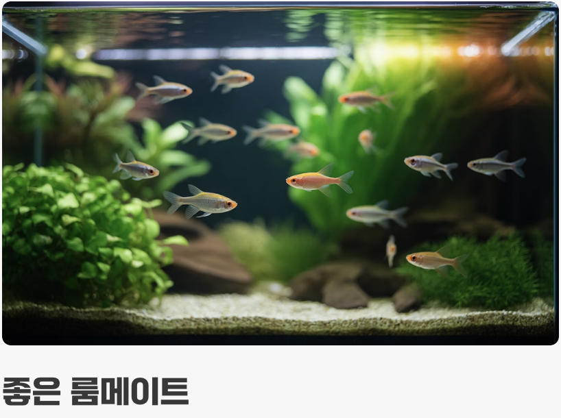 먹이와 합사, 평화를 사랑하는 친구들