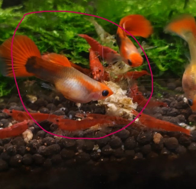 구피 암수 구별하는 방법