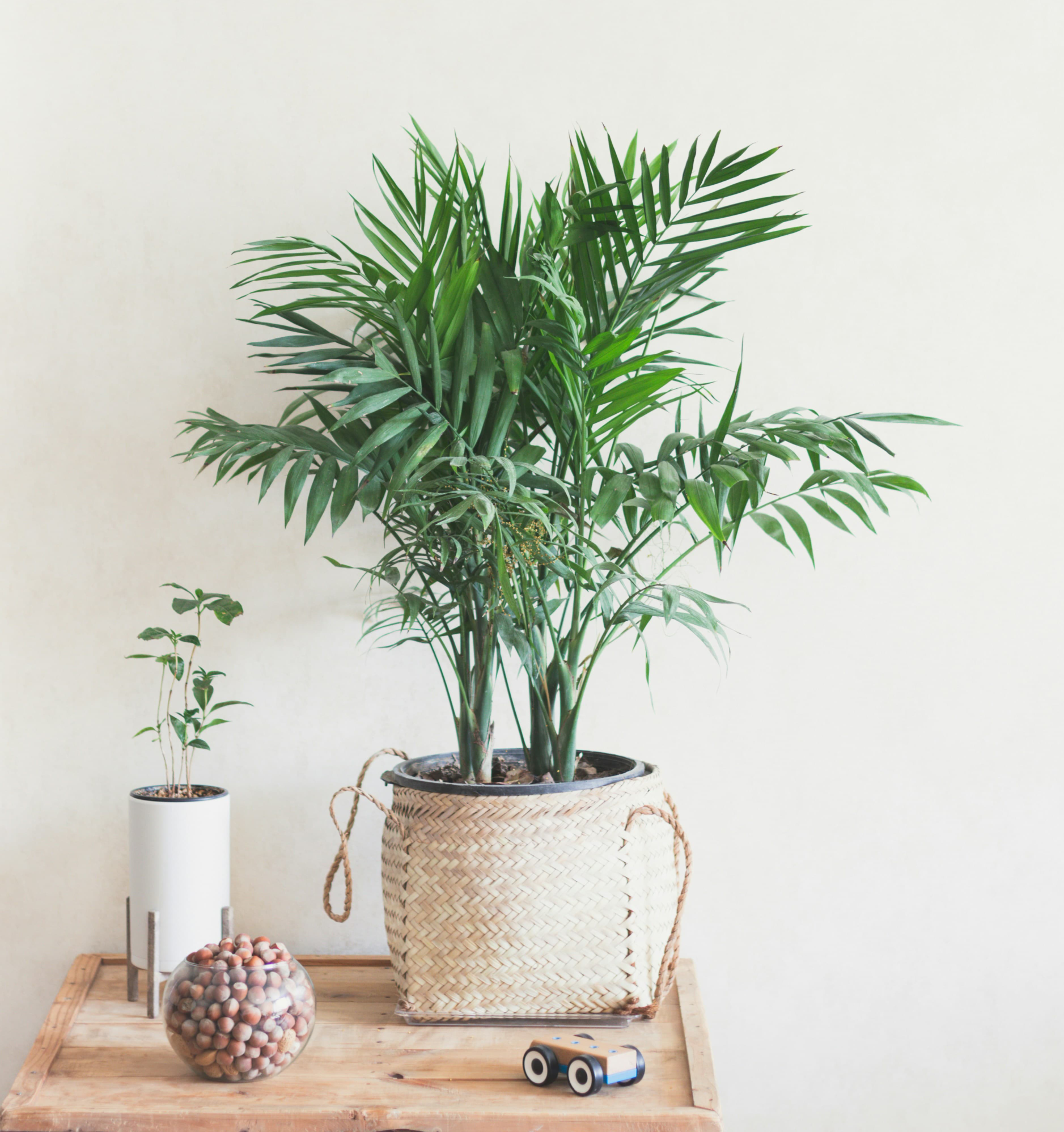 추천 공기정화식물 TOP 7