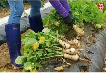 알타리무 재배 서늘한 기온 관리 연속 수확 물 주기_30